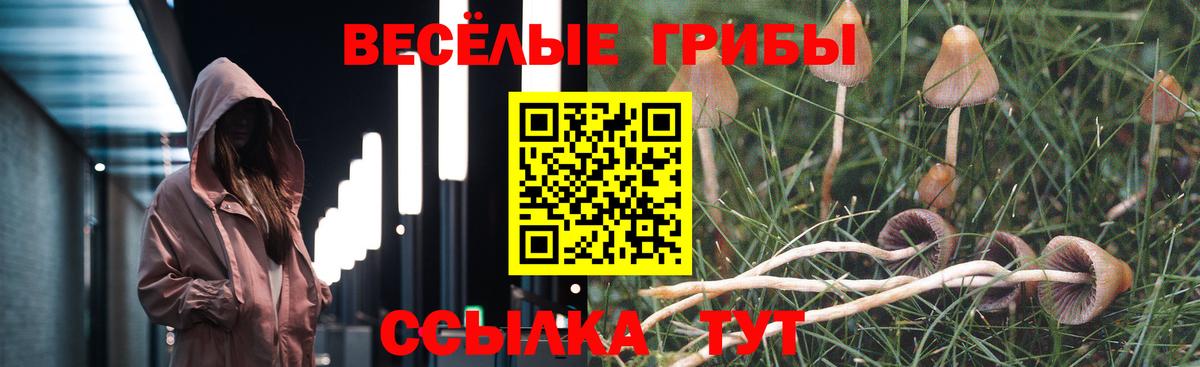 Псилоцибиновые грибы Cubensis Дербент